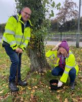 Crocus Planting in the Rain